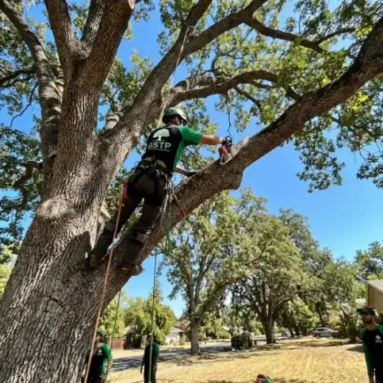 Certified arborist climbing a Jacksonville oak tree with chainsaw