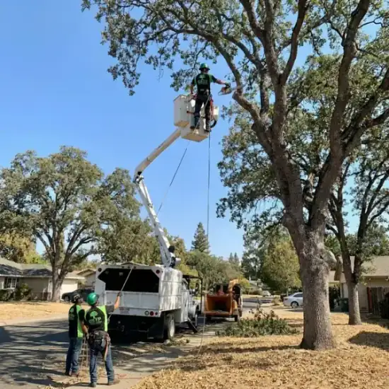 Bucket truck trimming a large oak tree in Jacksonville